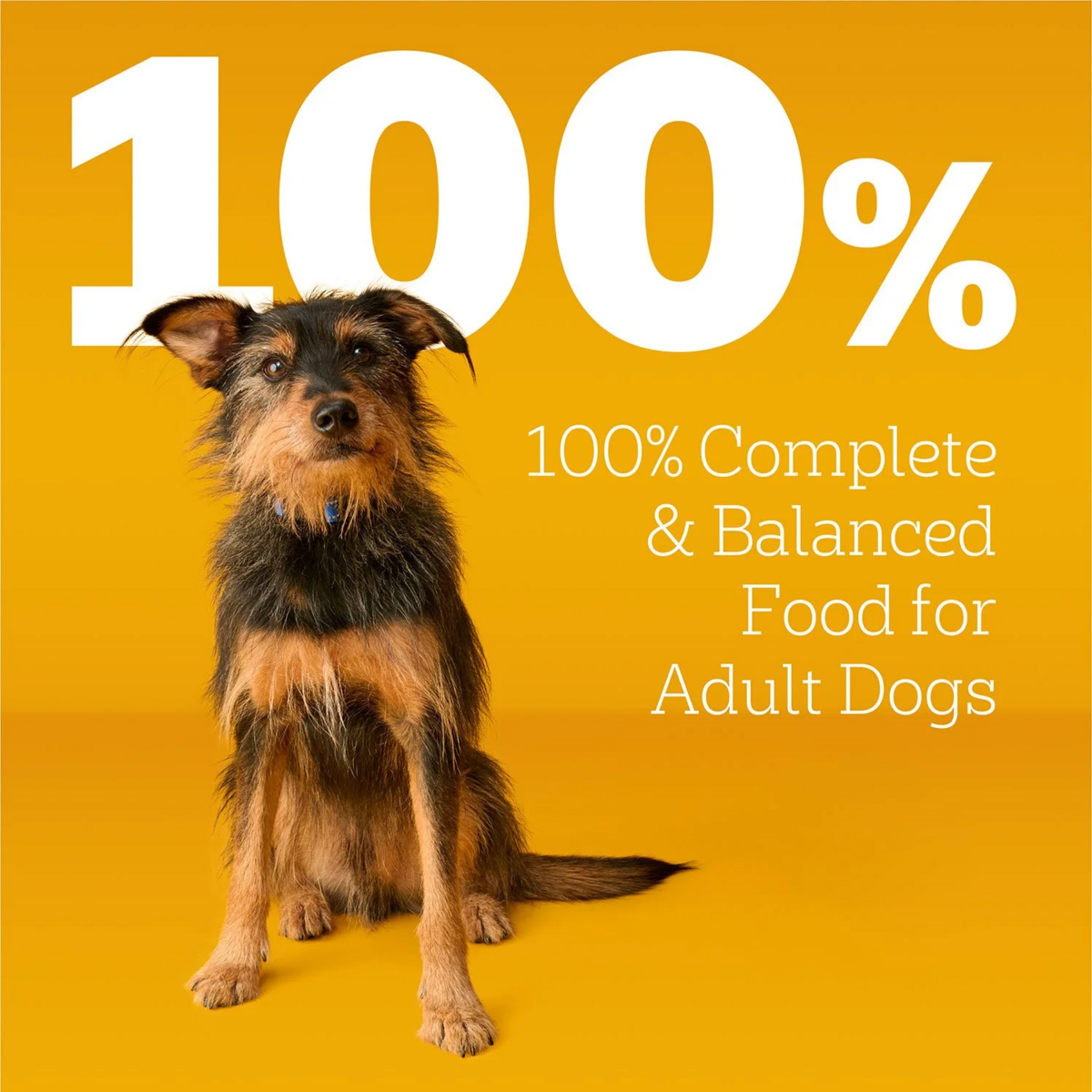 Pedigree Roasted Chicken and Vegetable, Adult Dry Dog Food, 50 lbs.